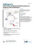 Cover page: CDK1 Enhances Mitochondrial Bioenergetics for Radiation-Induced DNA Repair