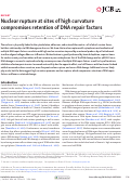 Cover page: Nuclear rupture at sites of high curvature compromises retention of DNA repair factors