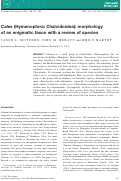 Cover page: Cales (Hymenoptera: Chalcidoidea): morphology of an enigmatic taxon with a review of species