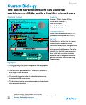 Cover page: The protist Aurantiochytrium has universal subtelomeric rDNAs and is a host for mirusviruses