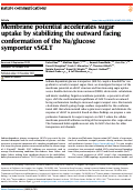 Cover page: Membrane potential accelerates sugar uptake by stabilizing the outward facing conformation of the Na/glucose symporter vSGLT.