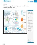 Cover page: Deciphering cellular signals in adult mouse sinoatrial node cells