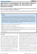 Cover page: DNA Builds and Strengthens the Extracellular Matrix in Myxococcus xanthus Biofilms by Interacting with Exopolysaccharides