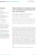 Cover page: Detyrosinated microtubule arrays drive myofibrillar malformations in mdx muscle fibers.