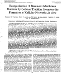 Cover page: Reorganization of Basement Membrane Matrices by Cellular Traction Promotes the Formation of Cellular Networks in vitro