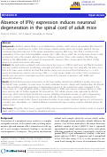 Cover page: Absence of IFNγ expression induces neuronal degeneration in the spinal cord of adult mice