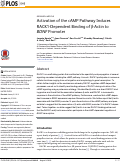 Cover page: Activation of the cAMP Pathway Induces RACK1-Dependent Binding of β-Actin to BDNF Promoter