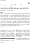 Cover page: Critical roles of tubular mitochondrial ATP synthase dysfunction in maleic acid-induced acute kidney injury.