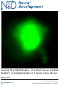 Cover page: Analysis of a zebrafish dync1h1 mutant reveals multiple functions for cytoplasmic dynein 1 during retinal photoreceptor development