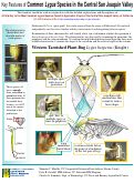 Cover page: Key Features of Common Lygus Species in the Central San Joaquin Valley