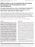 Cover page: SMG6 localizes to the chromatoid body and shapes the male germ cell transcriptome to drive spermatogenesis