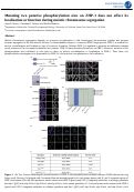 Cover page: Mutating two putative phosphorylation sites on ZHP-3 does not affect its localization or function during meiotic chromosome segregation.