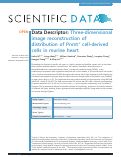 Cover page: Three-dimensional image reconstruction of distribution of Pnmt+ cell-derived cells in murine heart.