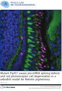 Cover page: Mutant Prpf31 causes pre-mRNA splicing defects and rod photoreceptor cell degeneration in a zebrafish model for Retinitis pigmentosa