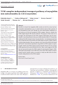 Cover page: TOM complex‐independent transport pathway of myoglobin into mitochondria in C2C12 myotubes