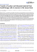 Cover page: Transfer of nuclear and ribosomal material from Sox10-lineage cells to neurons in the mouse brain