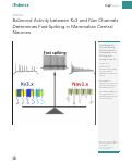 Cover page: Balanced Activity between Kv3 and Nav Channels Determines Fast-Spiking in Mammalian Central Neurons