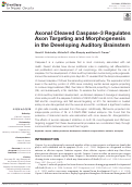 Cover page: Axonal Cleaved Caspase-3 Regulates Axon Targeting and Morphogenesis in the Developing Auditory Brainstem