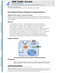 Cover page: Focal adhesion kinase signaling in unexpected places