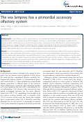 Cover page: The sea lamprey has a primordial accessory olfactory system