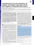 Cover page: Dephosphorylation by protein phosphatase 2A regulates visual pigment regeneration and the dark adaptation of mammalian photoreceptors.