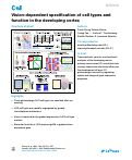 Cover page: Vision-dependent specification of cell types and function in the developing cortex