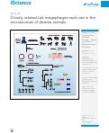 Cover page: Closely related Lak megaphages replicate in the microbiomes of diverse animals