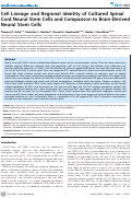 Cover page: Cell Lineage and Regional Identity of Cultured Spinal Cord Neural Stem Cells and Comparison to Brain-Derived Neural Stem Cells