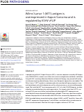 Cover page: Wilms’ tumor 1 (WT1) antigen is overexpressed in Kaposi Sarcoma and is regulated by KSHV vFLIP