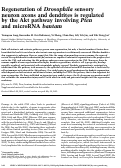 Cover page: Regeneration of Drosophila sensory neuron axons and dendrites is regulated by the Akt pathway involving Pten and microRNA bantam.