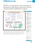 Cover page: Induction of input-specific spine shrinkage on dendrites of rodent hippocampal CA1 neurons using two-photon glutamate uncaging