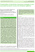 Cover page: Translocation of botulinum neurotoxin serotype A and associated proteins across the intestinal epithelia