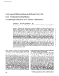 Cover page: Convergent differentiation in cultured rat cells from nonkeratinized epithelia: keratinocyte character and intrinsic differences.