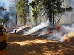 Cover page of Sierra Nevada Forest Restoration Works: A Summary of the Fire and Fire Surrogate Study