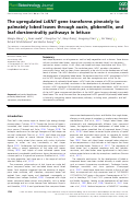 Cover page: The upregulated LsKN1 gene transforms pinnately to palmately lobed leaves through auxin, gibberellin, and leaf dorsiventrality pathways in lettuce