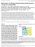 Cover page: Mechanism of efficient double-strand break repair by a long non-coding RNA
