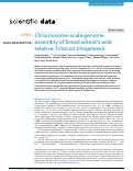 Cover page: Chromosome-scale genome assembly of bread wheat’s wild relative Triticum timopheevii