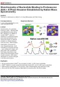 Cover page: Stoichiometry of Nucleotide Binding to Proteasome AAA+ ATPase Hexamer Established by Native Mass Spectrometry