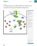 Cover page: Understanding How Wnt Influences Destruction Complex Activity and β-Catenin Dynamics