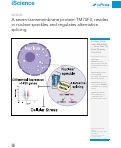 Cover page: A seven-transmembrane protein-TM7SF3, resides in nuclear speckles and regulates alternative splicing