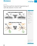 Cover page: Squid leucophore-inspired engineering of optically dynamic human cells