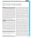 Cover page: RARβ2 is required for vertebrate somitogenesis