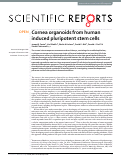 Cover page: Cornea organoids from human induced pluripotent stem cells