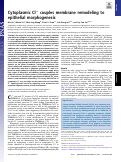 Cover page: Cytoplasmic Cl- couples membrane remodeling to epithelial morphogenesis.