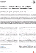 Cover page: Sustained α-catenin Activation at E-cadherin Junctions in the Absence of Mechanical Force