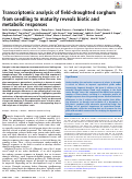 Cover page: Transcriptomic analysis of field-droughted sorghum from seedling to maturity reveals biotic and metabolic responses