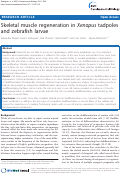 Cover page: Skeletal muscle regeneration in Xenopus tadpoles and zebrafish larvae
