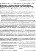 Cover page: Acetylcholine Receptor (AChR) Clustering Is Regulated Both by Glycogen Synthase Kinase 3β (GSK3β)-dependent Phosphorylation and the Level of CLIP-associated Protein 2 (CLASP2) Mediating the Capture of Microtubule Plus-ends*