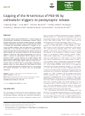 Cover page: Capping of the N‐terminus of PSD‐95 by calmodulin triggers its postsynaptic release