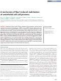 Cover page: A mechanism of Rap1-induced stabilization of endothelial cell–cell junctions